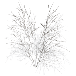 Crataegus laevigata D winter