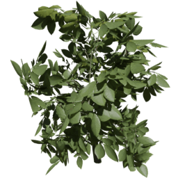 Fagus sylvatica A summer