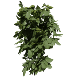 Fagus sylvatica B summer