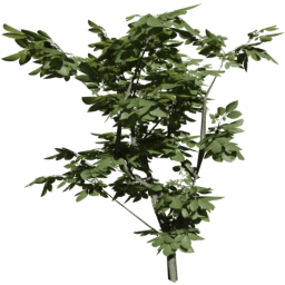 Fagus sylvatica C summer