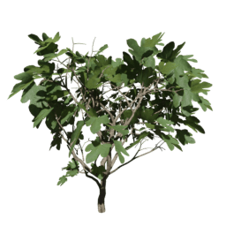 Ficus carica A summer