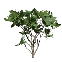 Ficus carica B summer