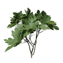 Ficus carica C summer