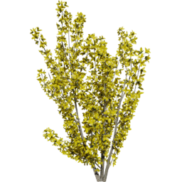 Forsythia intermedia A spring summer