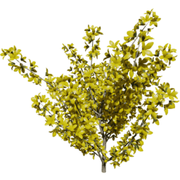 Forsythia intermedia B spring summer