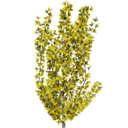 Forsythia intermedia C spring summer