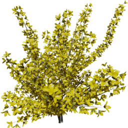 Forsythia intermedia D spring summer