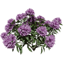 Rhododendron ponticum A spring summer