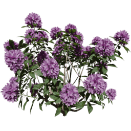 Rhododendron ponticum B spring summer