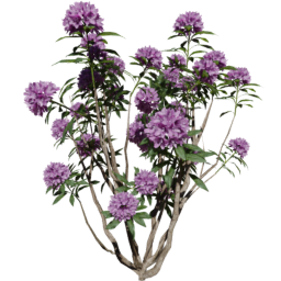 Rhododendron ponticum C spring summer