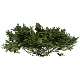 Rhus Aromatica A spring summer autumn