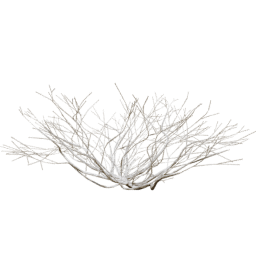 Rhus Aromatica A winter