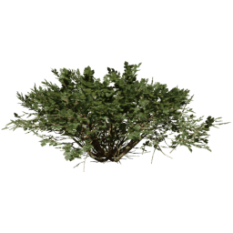 Rhus Aromatica B spring summer autumn