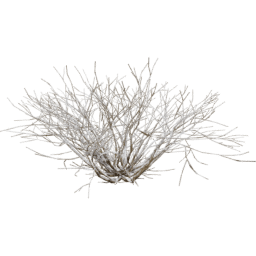 Rhus Aromatica B winter