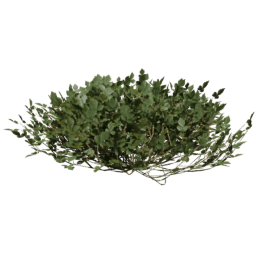 Rhus Aromatica C spring summer autumn