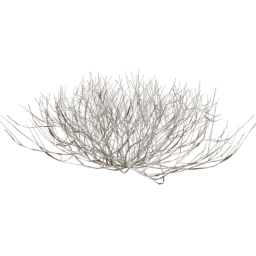 Rhus Aromatica C winter