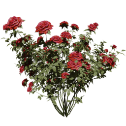 Rosa gallica A spring summer autumn