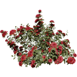 Rosa gallica B spring summer autumn