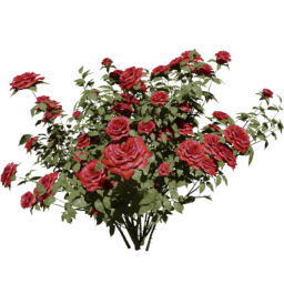 Rosa gallica C spring summer autumn