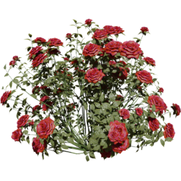 Rosa gallica D spring summer autumn