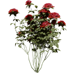 Rosa gallica E spring summer autumn