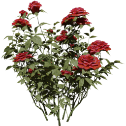 Rosa gallica F spring summer autumn