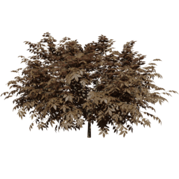 Sambucus nigra A autumn