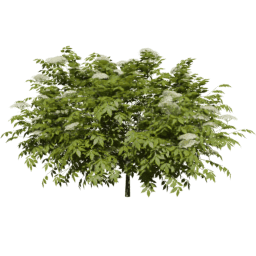 Sambucus nigra A spring