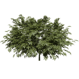 Sambucus nigra A summer