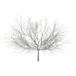 Sambucus nigra A winter