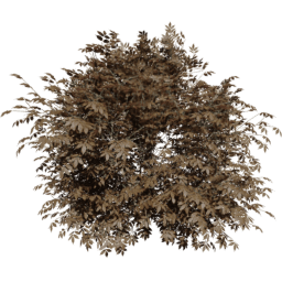 Sambucus nigra B autumn