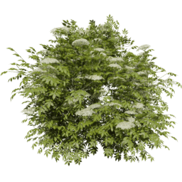 Sambucus nigra B spring