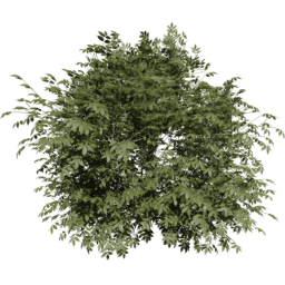 Sambucus nigra B summer