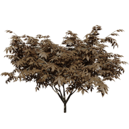 Sambucus nigra C autumn