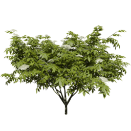 Sambucus nigra C spring