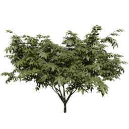 Sambucus nigra C summer