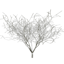 Sambucus nigra C winter