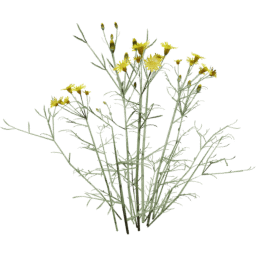 Senecio flaccidus A spring summer