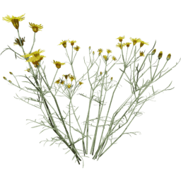Senecio flaccidus B spring summer