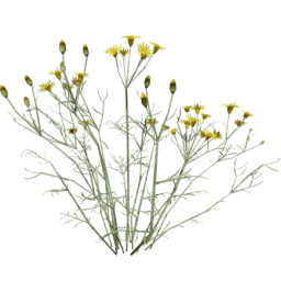 Senecio flaccidus C spring summer
