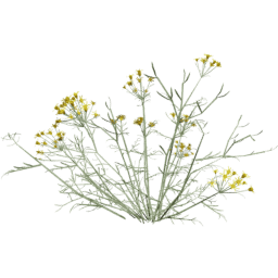 Senecio flaccidus D spring summer