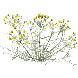 Senecio flaccidus E spring summer