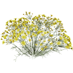 Senecio flaccidus F spring summer