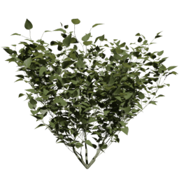 Syringa vulgaris A spring summer autumn