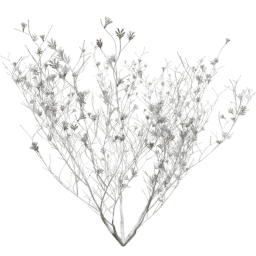 Syringa vulgaris A winter