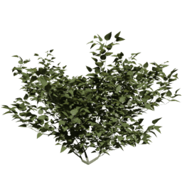 Syringa vulgaris B spring summer autumn