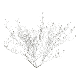 Syringa vulgaris B winter