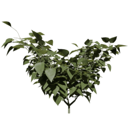 Syringa vulgaris C spring summer autumn