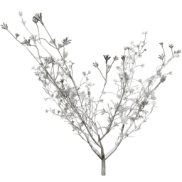 Syringa vulgaris C winter