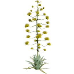 Agave americana A spring